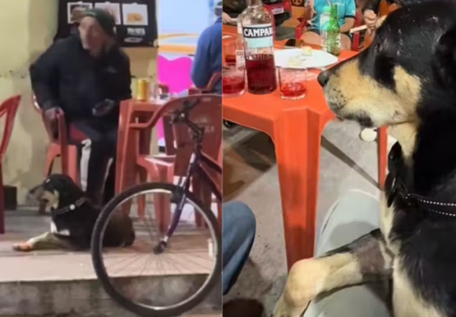 Cão foge de casa para ir ao bar todos os dias em Itajaí
