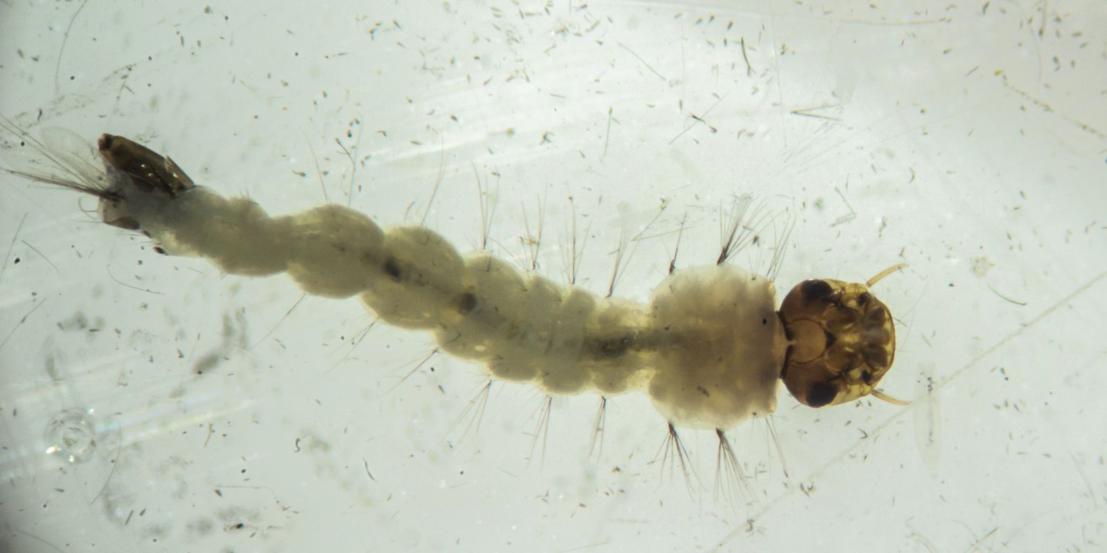 Brasil inaugura maior biofábrica do mundo de aedes que combate doenças